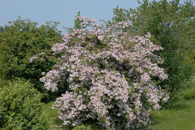 Parelmoer struik Kolkwitzia amabilis in pot gegroeid ca. 60-100 cm.