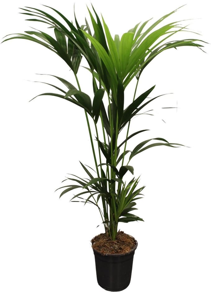 Green Harmony - Howea Forsteriana (Kentia) 5 Pit 120-140cm - Ø21cm - 120cm