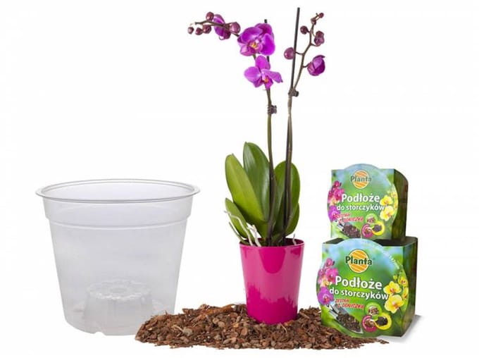 Planta - Orchideeën Potgrond - Met Pot - 1,1L - Luchtig en Voedzaam