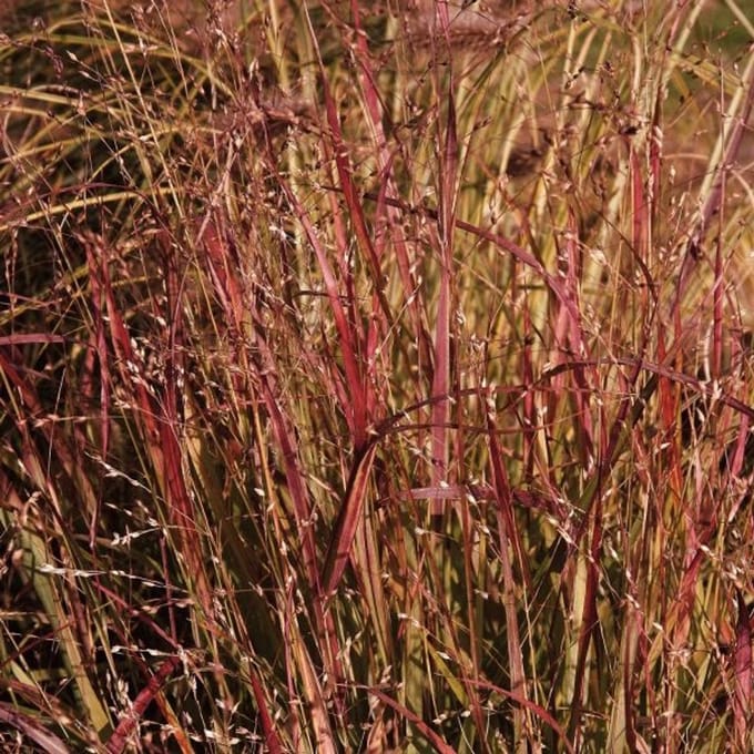 6x Panicum virgatum 'Js Dark Night' Pot 9x9cm - Siergras voor tuin en border