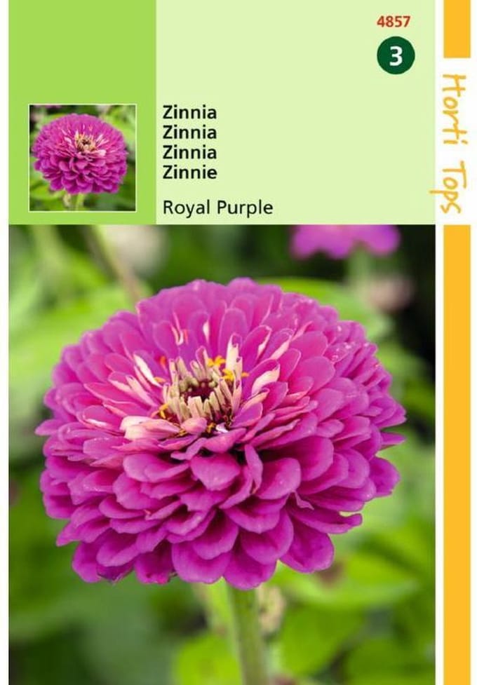 Hortitops Zinnia elegans Royal Purple violet