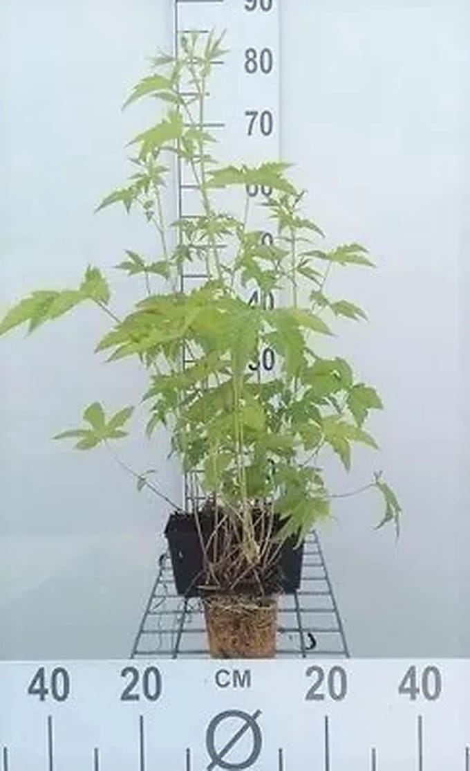 6x Mourasspirea - Filipendula purp. 'Elegans' | 9x9 cm pot