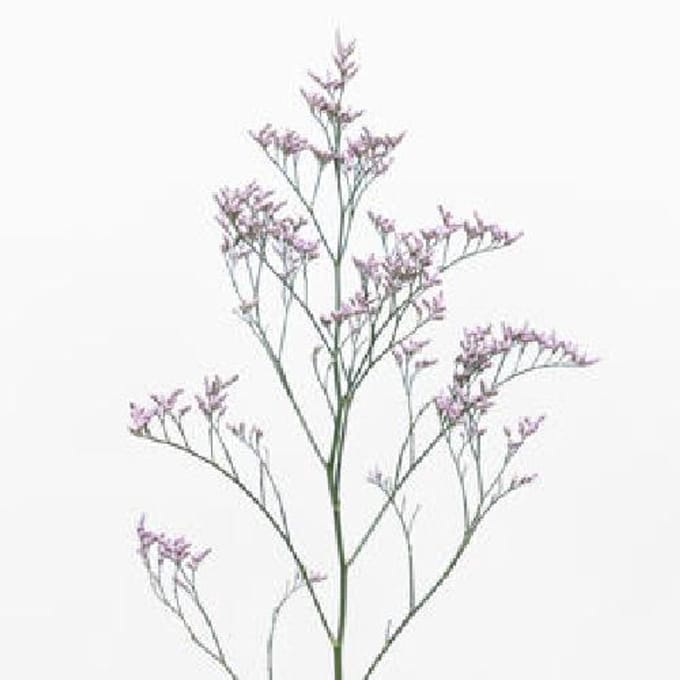 25x Lim.safora lilac 70cm