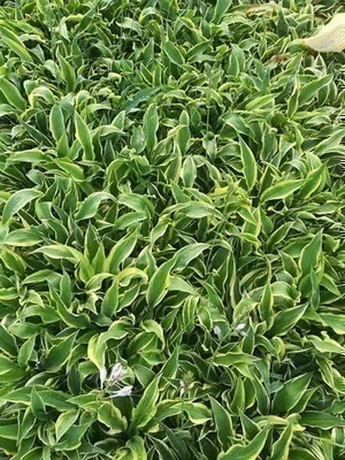 6x Funkia - Hosta hybr. 'Wolverine' | 9x9 cm pot