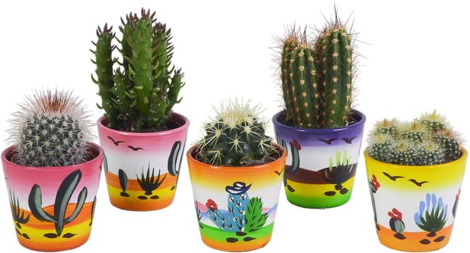 Cactus mix 5.5 cm in Mexicaanse pot | 5 stuks