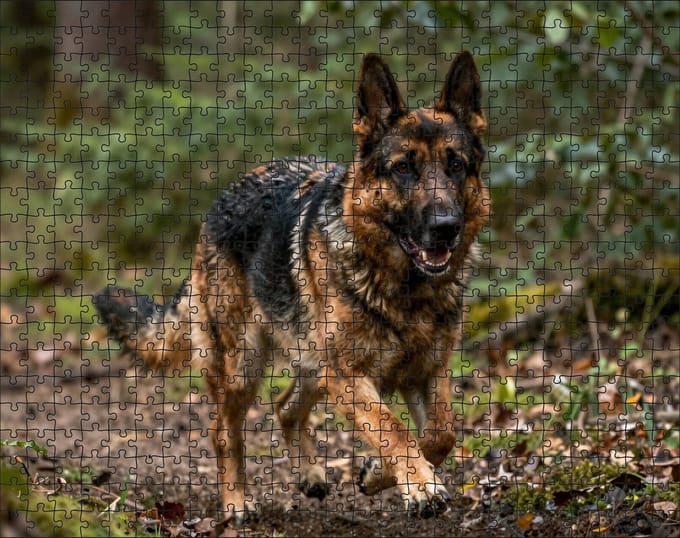 Puzzel Duitse herder in het bos | 500 stukjes | Dierenpuzzel | Hondenpuzzel