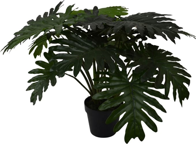 Philo xanadu - 60 cm
