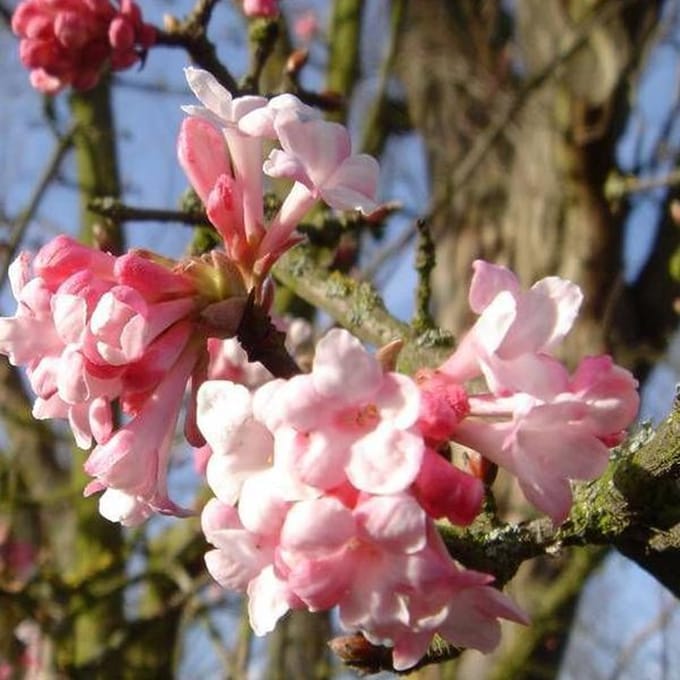 Viburnum Bodnantense 'Dawn' - Sneeuwbal 60-80 cm in pot