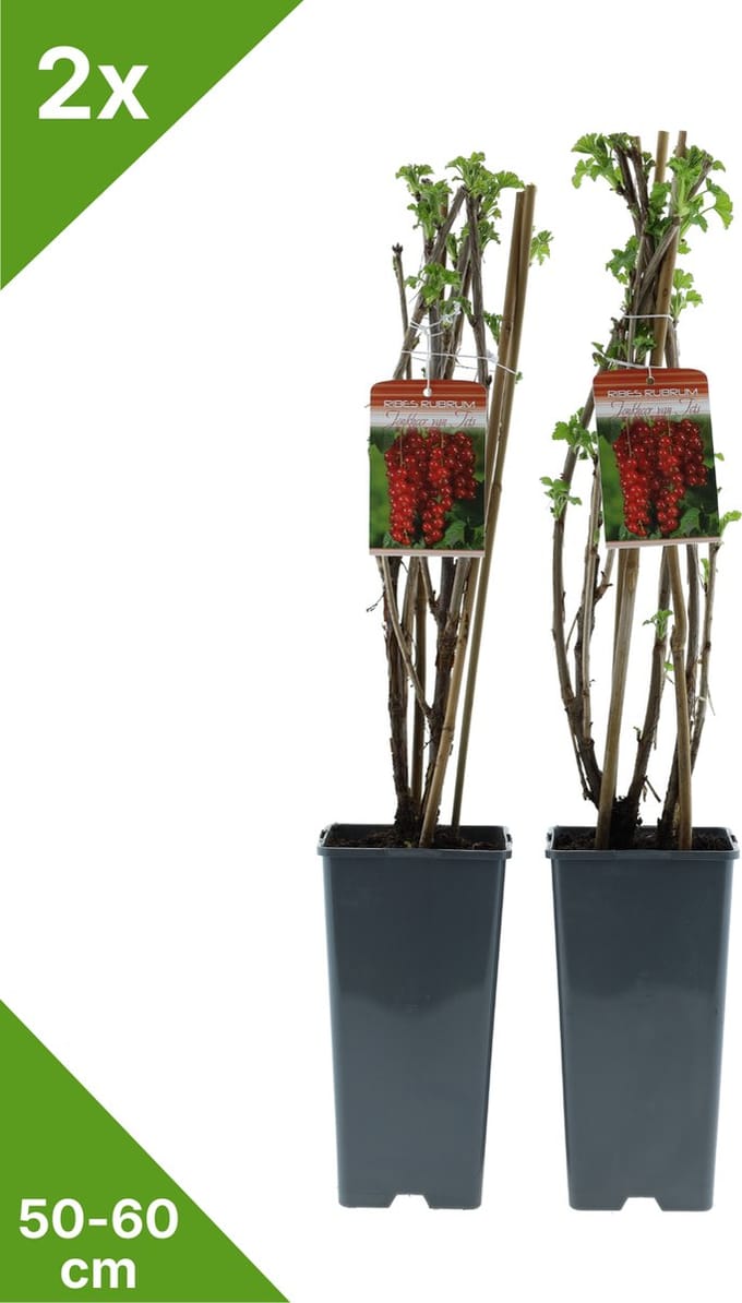 GARDENZO - Rode Bes in 2 liter pot - 50-60 cm set van 2