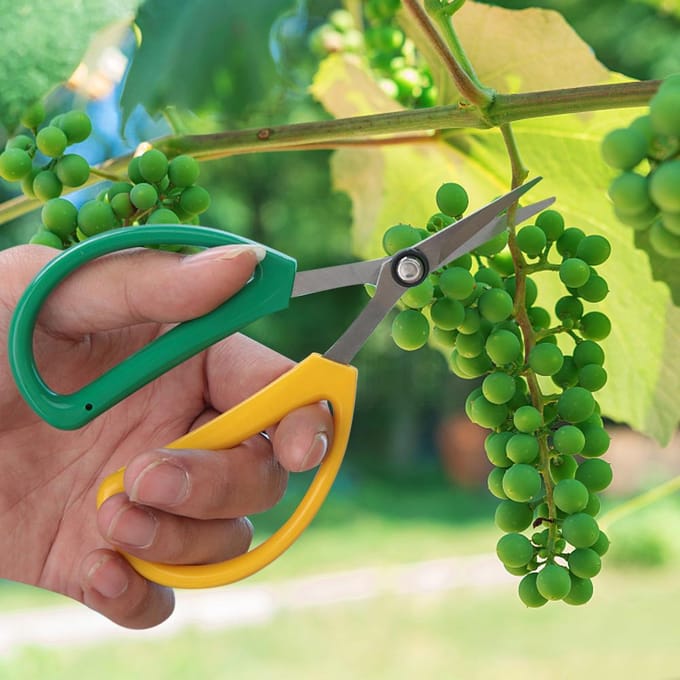 Roestvrijstalen Bloemenschaar Plantsnoeischaar Tuinschaar Handsnoeier blue