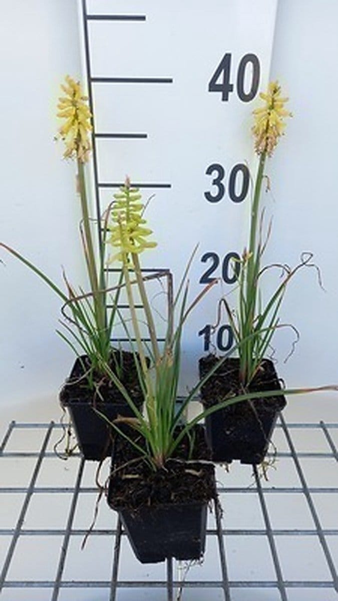 6x Vuurpijl - Kniphofia hybr. 'Lemon Popsicle' | 9x9 cm pot