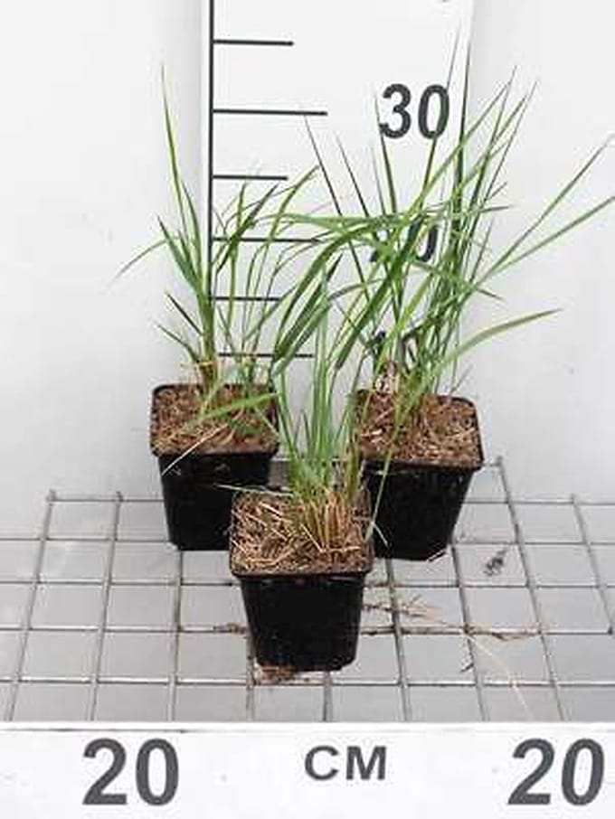 6x Pluimstruisriet - Calamagrostis acut. 'Karl Foerster' | 9x9 cm pot