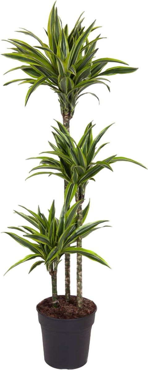 Lemon Lime Drakenplant - Dracaena Lemon Lime - 140 cm - ø24