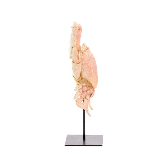 Light & Living - Ornament CRAB - 23x12.5x42.5cm - Oranje