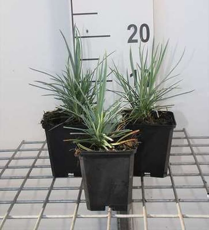 6x Grasanjer - Dianthus (p) 'Doris' | 9x9 cm pot