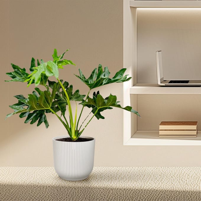 Philodendron Selloum - 80 cm - Ø22
