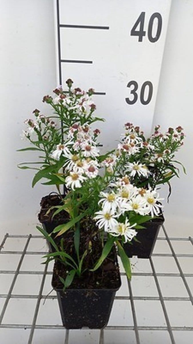6x Aster - Aster dum. 'Kristina' | pot de 9 x 9 cm