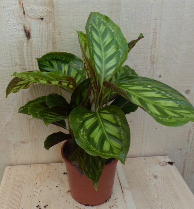 Warentuin natuurlijk - Calathea Makoyana Pauwenplant lichtgroen gro...