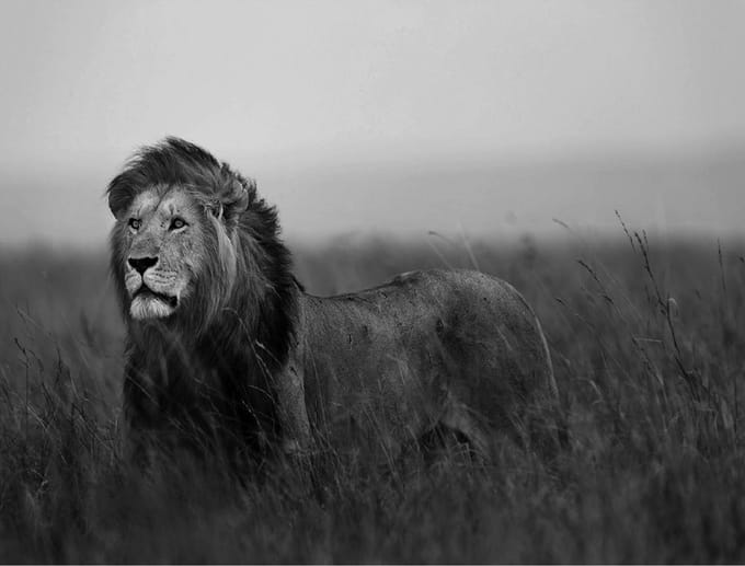 Leeuw Fotobehang XXL - 368 x 254 cm - Zwart/Wit