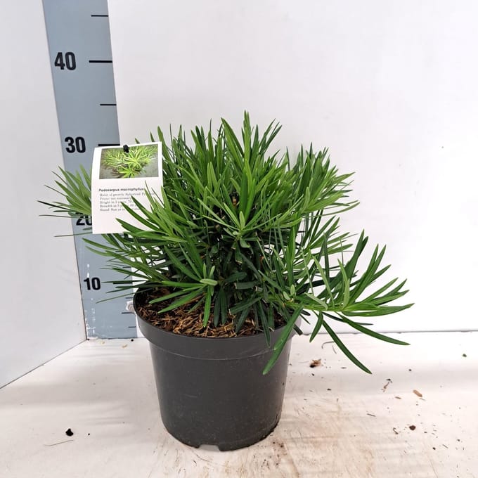 Podocarpus macrophyllus - Podocarpus | 25-30 cm pot