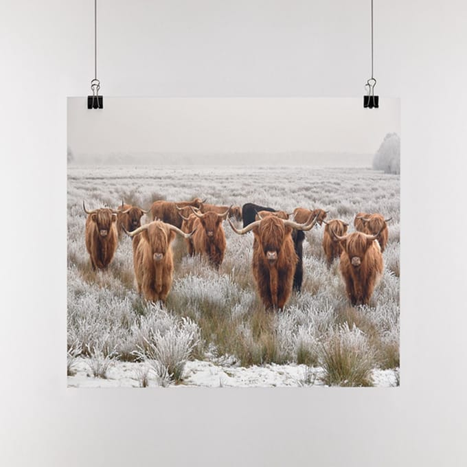 Poster Schotse Hooglanders, B1, Sunaps posterpapier