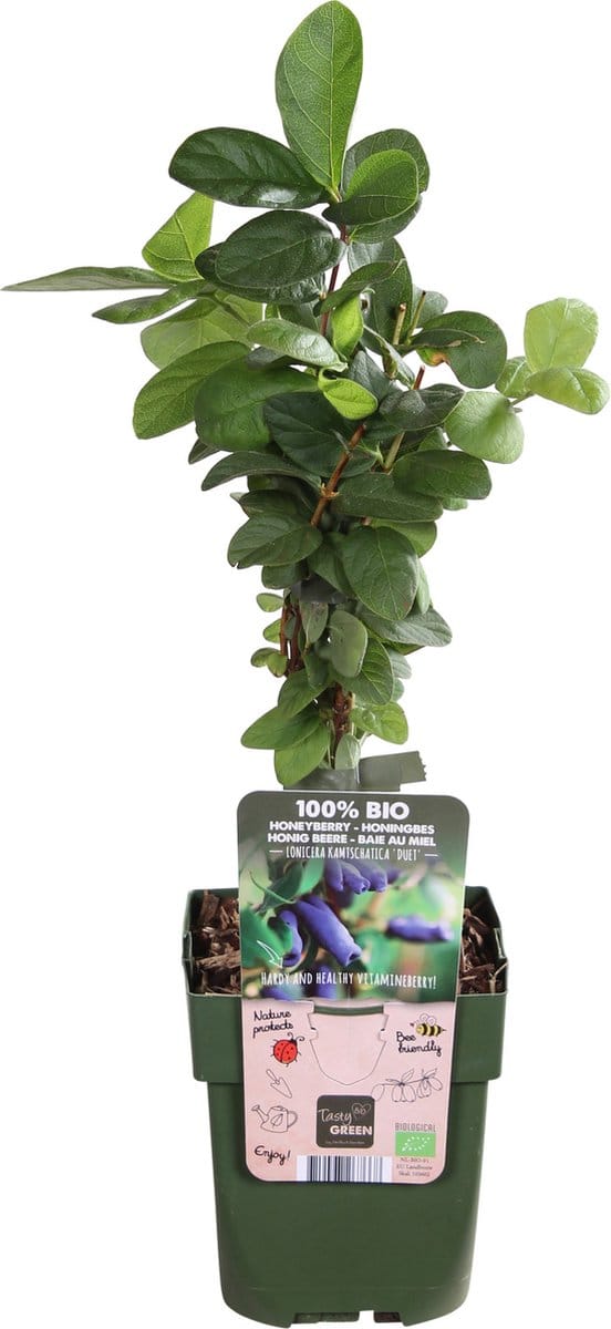 Hello Plants Lonicera Kamtschatica Duet Blauwe Honingbes - Bessenstruik - Ø 13 cm - Hoogte: 45 cm