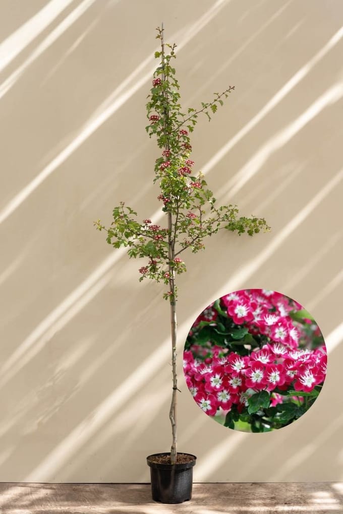 Jonge Engelse meidoorn boom | Crataegus laevigata 'Crimson Cloud' | 150-200cm hoogte