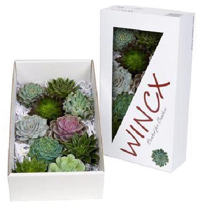 10x Echeveria mix var.wincx 10cm
