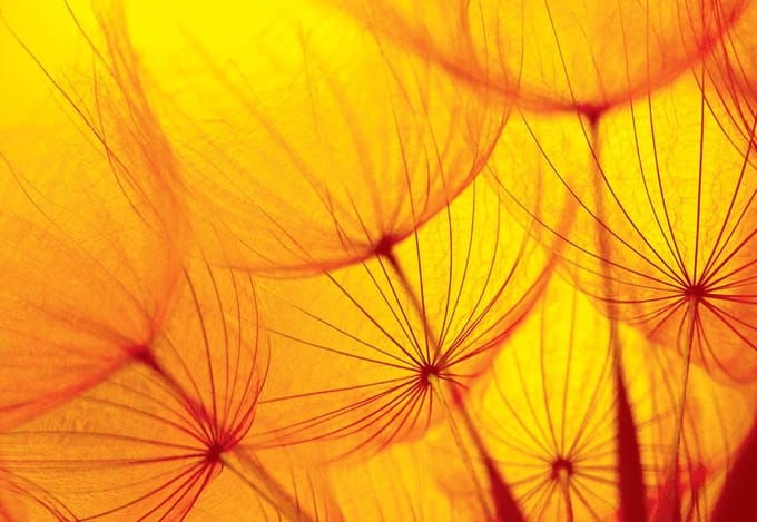 Fotobehang Flower Dandelion | PANORAMIC - 250cm x 104cm | 130g/m2 Vlies