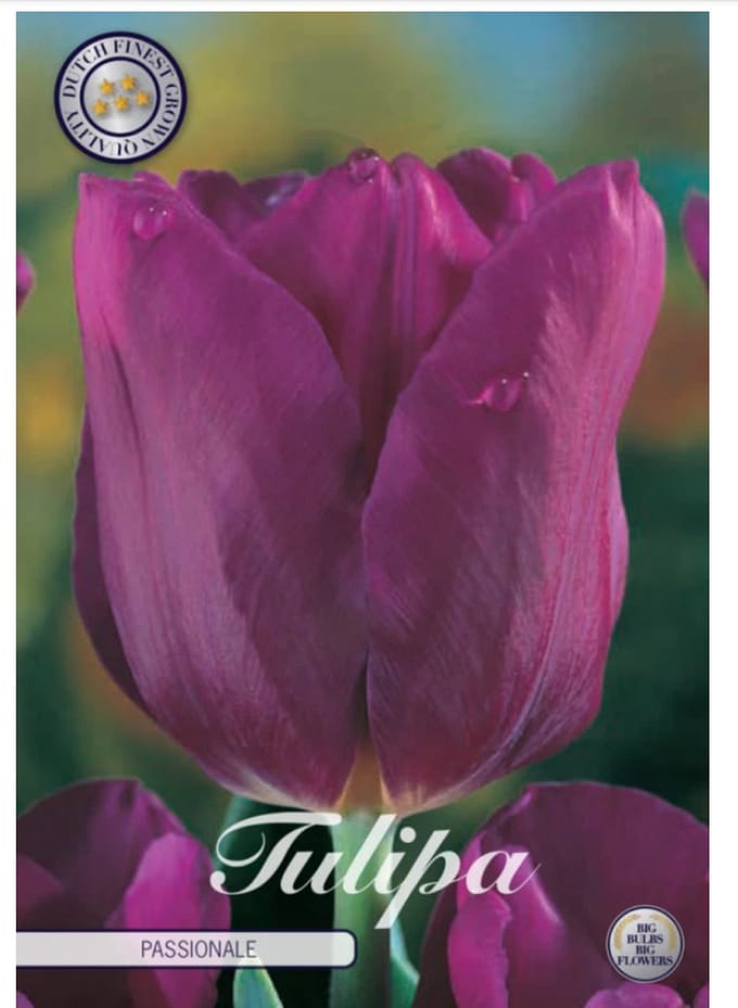 Dutch Finest Quality bloembollen Tulpen 10 stuks Tulp Triumph Passionale x10 12/+s