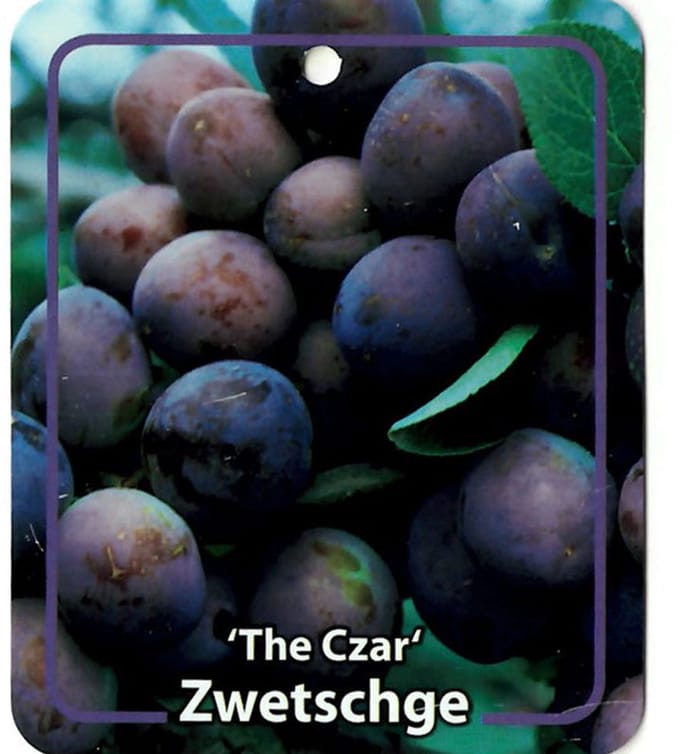 Oosterik home - Prunus Domestica The Czar