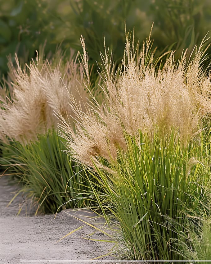 2 sets - Parelgras Zaden Sporobolus Heterolepis Meerjarig Siergras