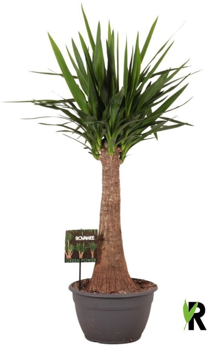 Yucca elephantipes rechte stam 120 cm - Kamerplant - Potmaat Ø30 cm