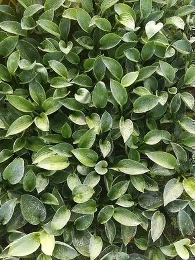 6x Funkia - Hosta hybr. 'Love Pat' | 9x9 cm pot