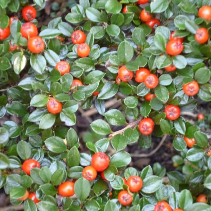 6 x Cotoneaster Radicans 'Eichholz'- Dwergmispel 15-20 cm in pot