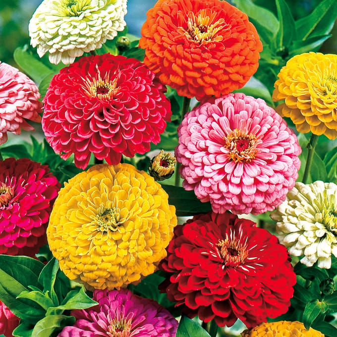 Sluis Garden - Zinnia Reuzen van California Mix
