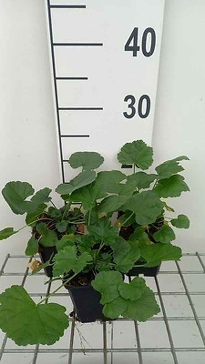 6x Muskuskaasjeskruid - Malva alcea 'Fastigiata' | 9x9 cm pot