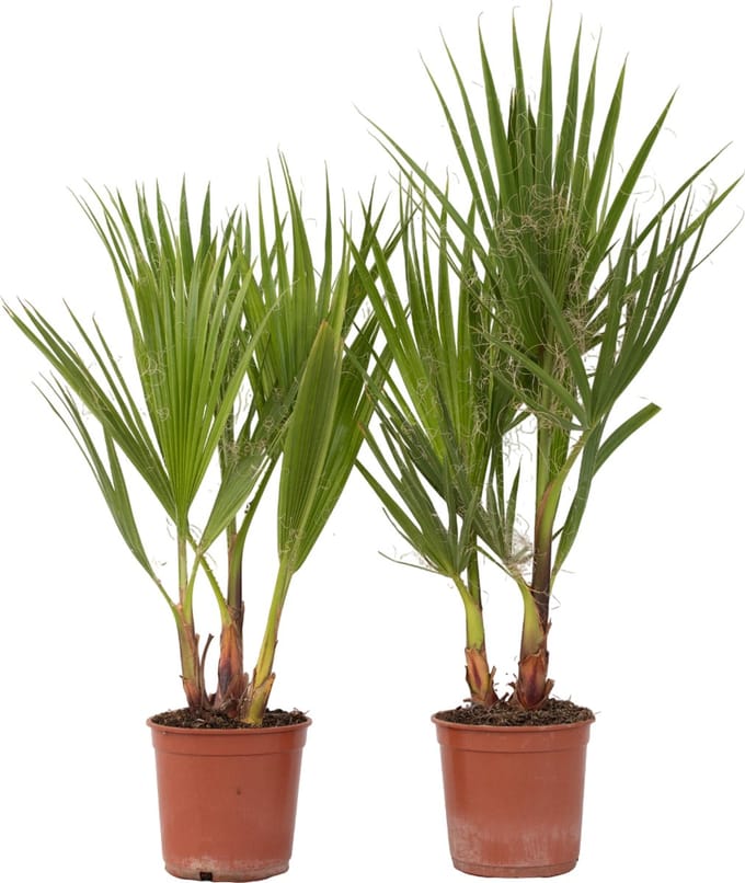 Plant in a Box - Washingtonia Robusta - Set van 2 - Mexicaanse Waaierpalm - Pot 15cm - Hoogte 50-60cm