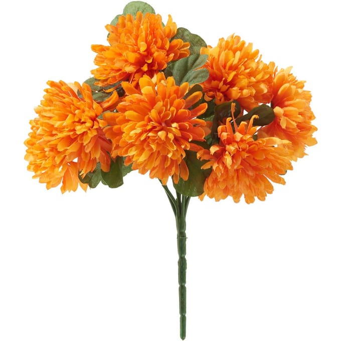 Chrysantentros "Lola"