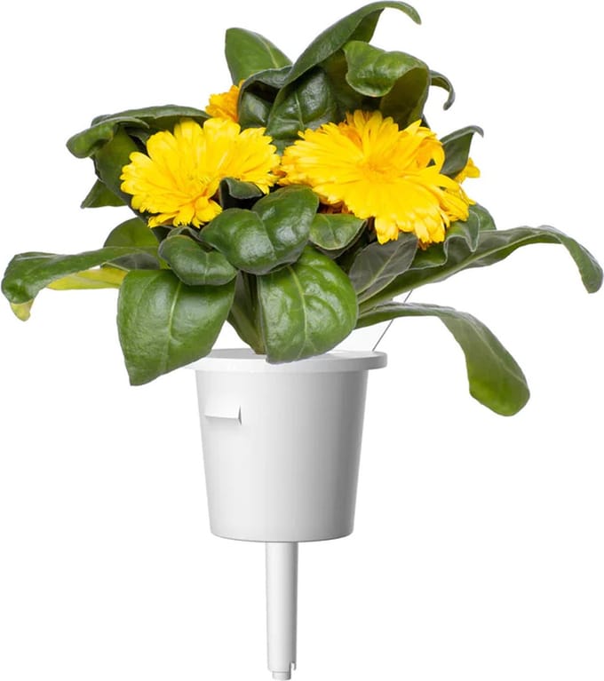 Click & Grow Click and Grow Smart Garden Refill 3-pack - Calendula