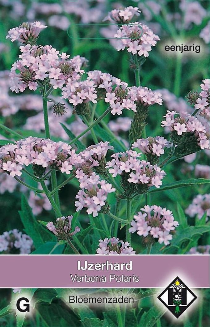 Van Hemert & Co - IJzerhard Polaris (Verbena rigida)