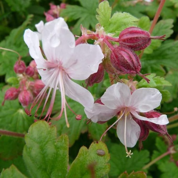 6 x Geranium Macrorrhizum 'Spessart' - Ooievaarsbek pot 9x9cm, bodembedekkend en wintergroen