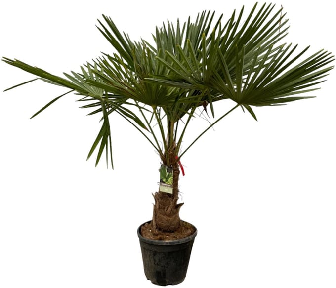 Chinese waaierpalm - Trachycarpus Fortuneii ca 180-200 cm- Ø40cm