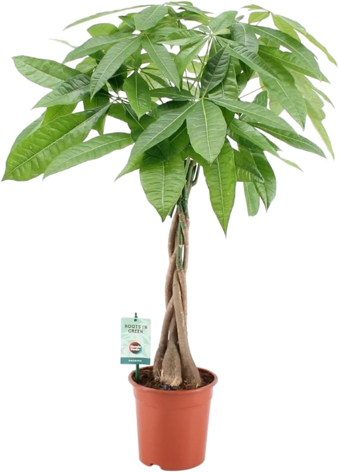 Pachira met gevlochten stam - Hoogte 80cm - Pot 19cm