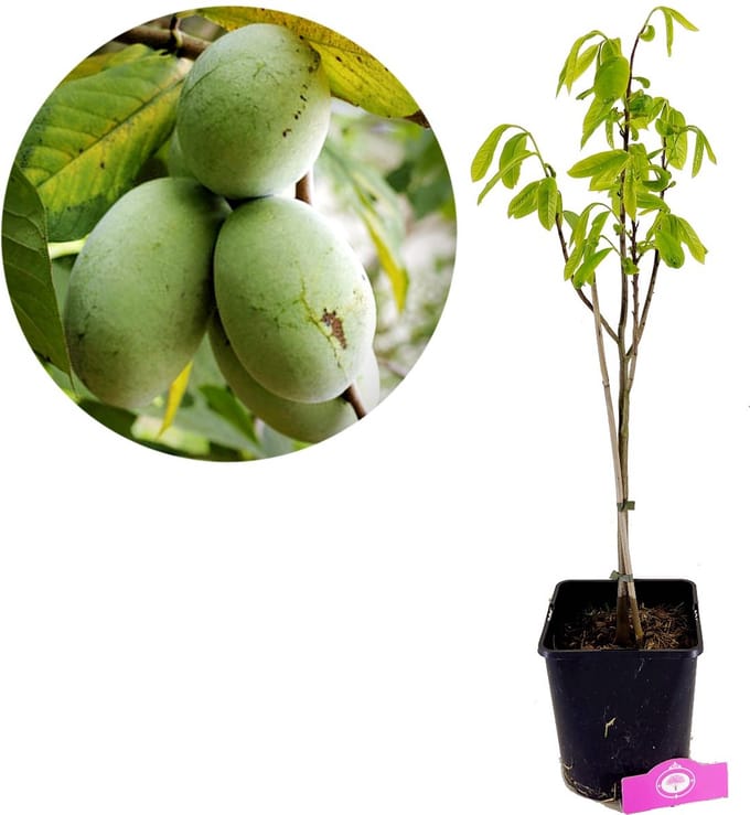 Asimina Triloba, Pawpaw boom, 3 liter pot