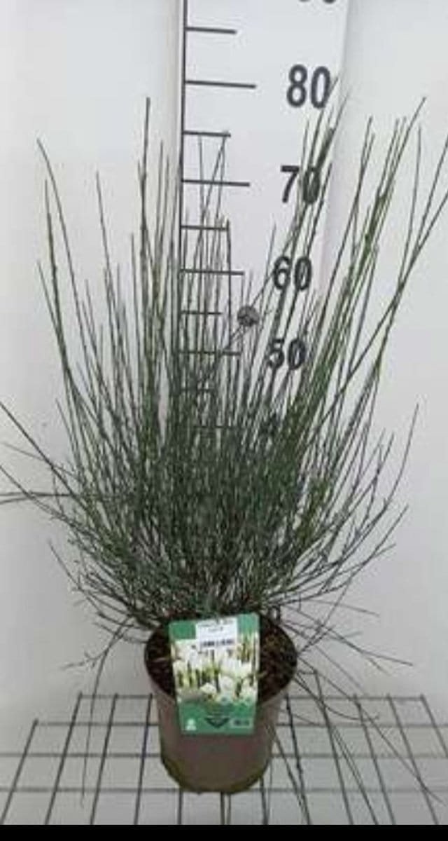 Cytisus 'White Lion' - Brem , Geitenklaver 40- 60 cm in pot