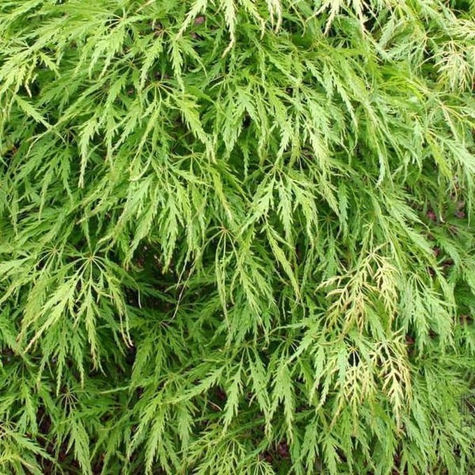 Acer Palmatum 'Dissectum' - Japanse esdoorn  50-60 cm pot