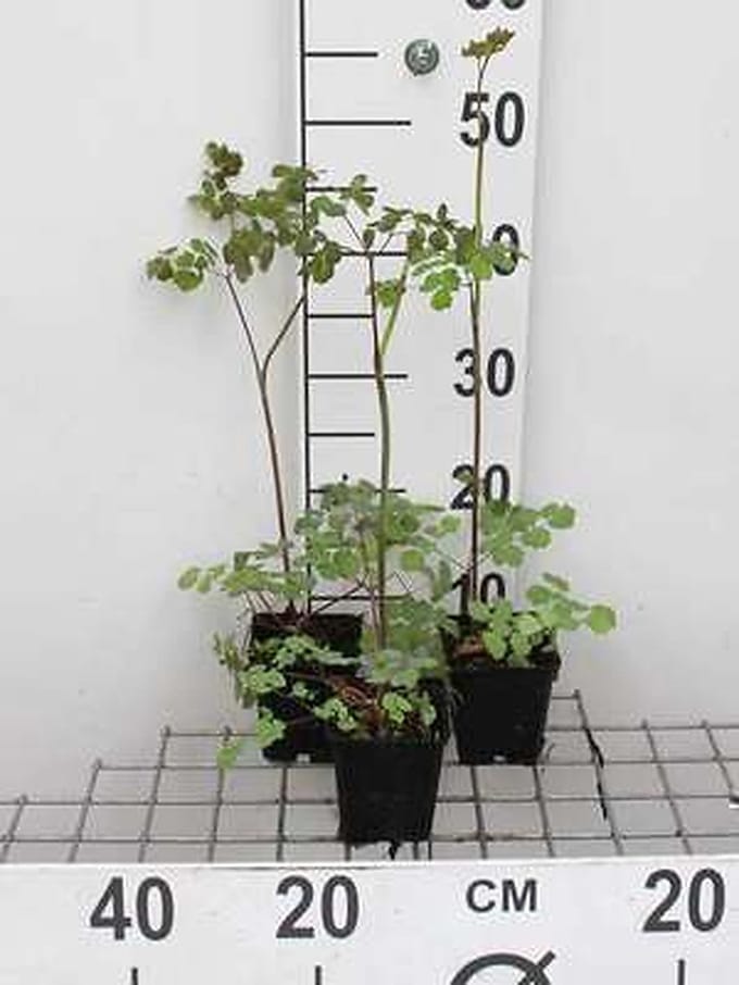 6x Ruit - Thalictrum rochebrunianum | 9x9 cm pot
