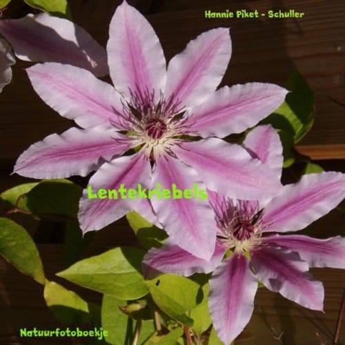 Lentekriebels - Hannie Piket - Schuller