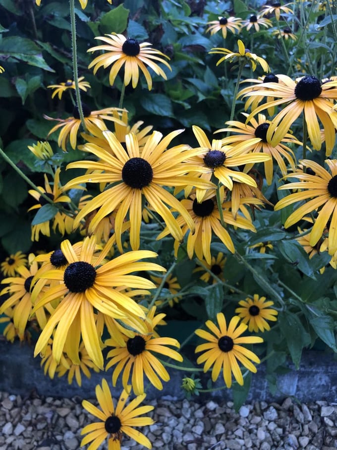 6x Zonnehoed - Rudbeckia Fulgida 'Goldsturm ' | 9x9 cm pot